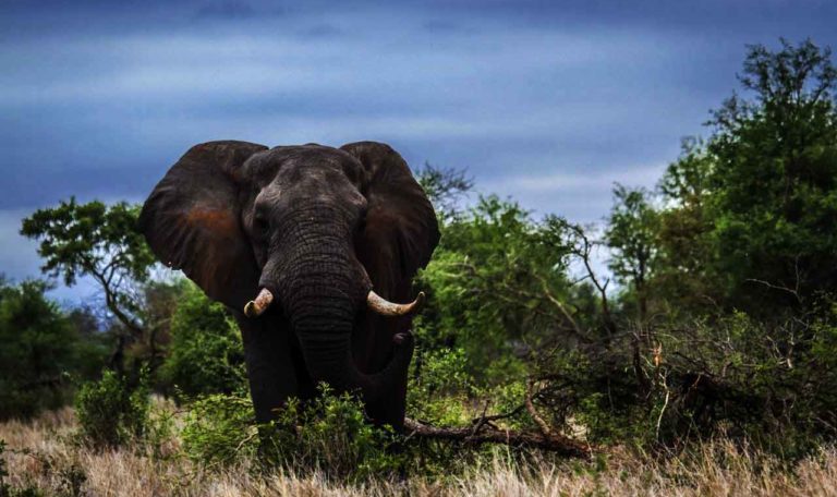 Forest Elephants In Danger With New Roads – Združenie Biela Orava