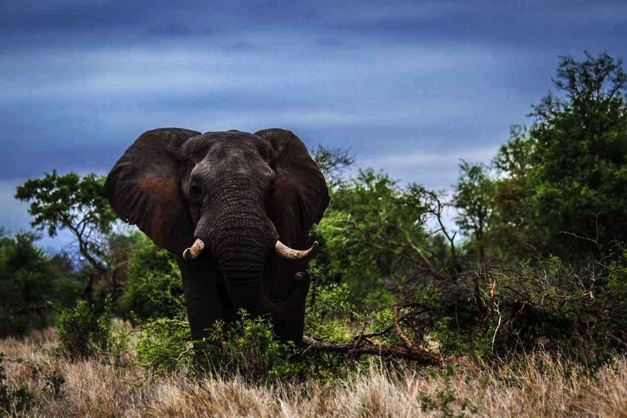 Forest Elephants In Danger With New Roads – Združenie Biela Orava